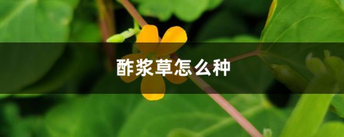 酢浆草怎么种