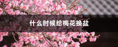 什么时候给梅花换盆，梅花换盆后马上浇水吗