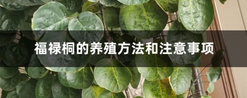 福禄桐的养殖方法和注意事项