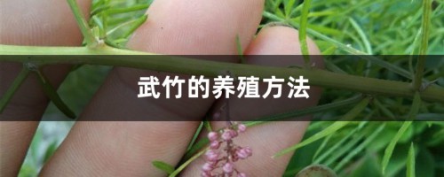 武竹的养殖方法